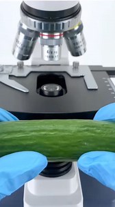 How cucumber 🥒 look like under microscope 🔬 #cucumber #cucumberchallenge #cooking #Foodie #vegetables #Microscope #nigeria #foryouシ | Tukur Sa'ad