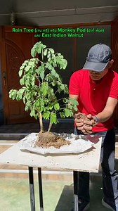 Planting rain tree saplings in cement trays. ปลูกต้นจามจุรีในถาดปูนซีเมนต์ | รุ่งอรุณ วาไรตี้