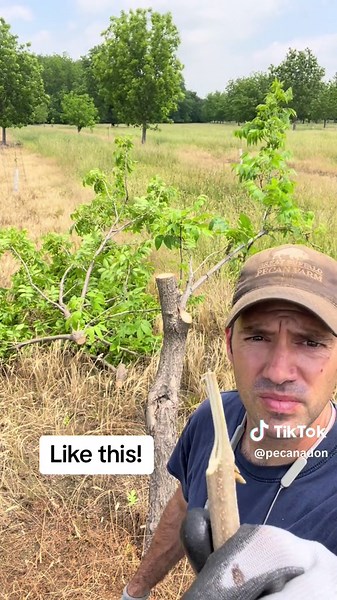 On the farm today we are #grafting pecan trees that had been missed over the years. This is very similar to the way you would graft other fruit and nut trees! #farmlife #homestead #pecanfarming