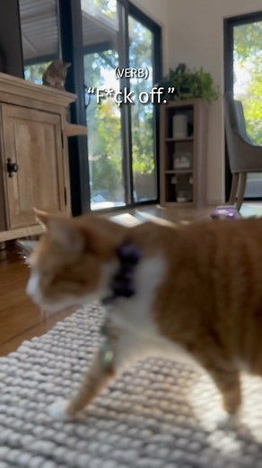 Is this the first ever Reel of cats giving a research presentstion cited in APA format? #catsofinstagram #catstagram #funnycats #cutecats #catlover #funny #linguistics | The Loki Show