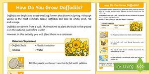 How Do You Grow Daffodils? Fact Sheet