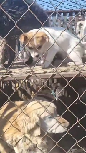 Boo’s Freedom Flight 🛫 Boo’s story began in the cruellest of places — crammed onto a dog meat truck as just a tiny pup. Thankfully, he was rescued alongside all the other dogs on board. For years since, Boo has known only the shelter life in China: noisy, overwhelming, and basic. Now, at last, Boo has a place waiting with our partner rescue in Europe! 🌍🐶 He’ll be the 5th dog from his rescue to make the journey — and all that stands in his way is his flight. This little warrior has waited long