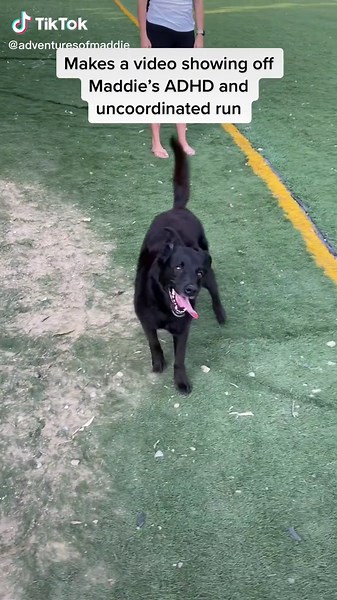 3 million likes and so many new friends following maddies journey! #fyp#dogs#rescue