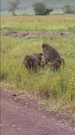 Baboon Mating Ritual in the Wild Savannah 🐒🌾 | #wildlife #africansafari