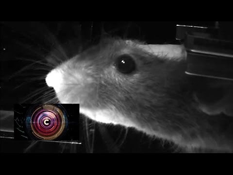'Virtual reality' for mice to aid neural research - BBC Click