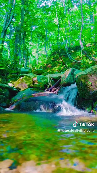 TikTokでNatural Daily Lifeさんをチェック！