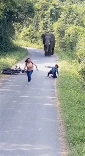 Bike Fenk Kar Bhaagi Ladkiyan 😨 | Elephant Attack