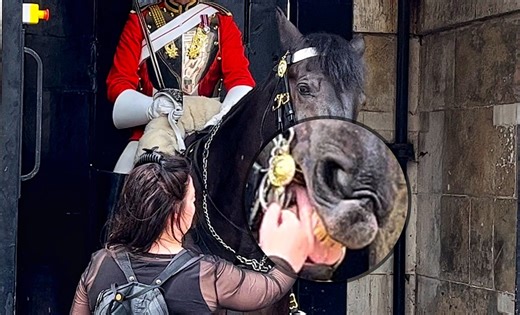 58K views · 648 reactions | Why Putting Your Hands in a Horse's Mouth is a Terrible Idea! #shock #royalguards #kingsguards #horseguards #funny #serious #comedy #pranks #london #england #fbvirals | The Royals King's Guard's England | Facebook