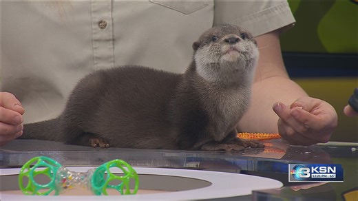 Wild side: Buttercup the otter pup is here to brighten your day