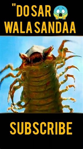 "Qawi Vs Monster Sandaa