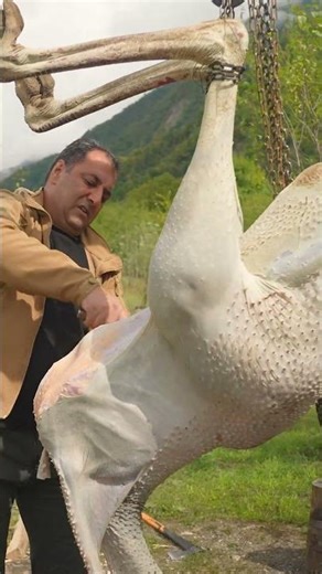 Singed Ostrich Carcass: Hot Water Cooking Technique