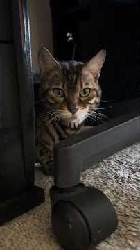 After a nap |#cat #catbreed #cute #animallovers #catlovers #bengalcat