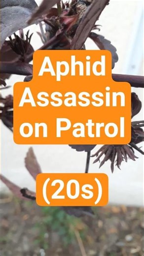 Aphid Assassin for Cranberry Hibiscus & the Food Forest (20s) | Suburban Life Permaculture