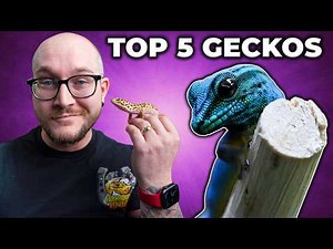 Top 5 BEST Pet Geckos