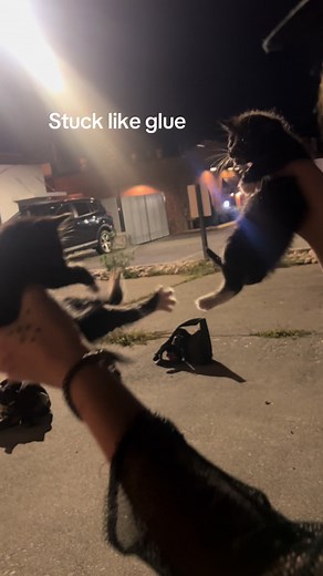 Kittens Bonded Like Glue: A Heartwarming Hug