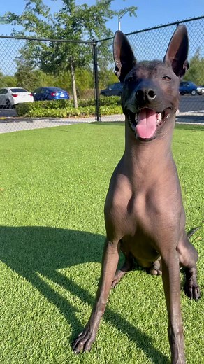 Meet Maximo: The Rare and Elegant Xoloitzcuintle