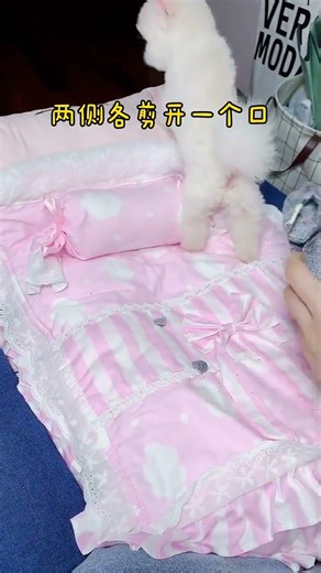 Perched On A Bookshelf—Tiny Explorer Checking Out Books 📚🐶 #MiniDogFun