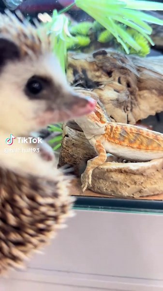 Hedgehog and Bearded Dragon Meet: A Unique Friendship