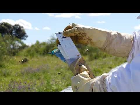 Calistrip Biox by Calier | Distributed by BeeVital in Germany, Austria & Czechia [GER Usage video]