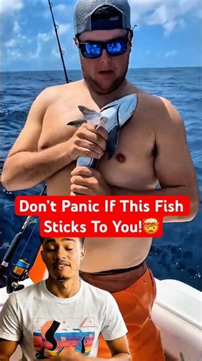 The Fish That Hitches Rides On Sharks!