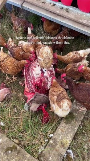 Chickens Are NOT Vegetarians!! #pastureraisedchicken #regenerativefarming #meatlovers