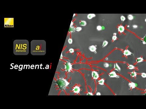 Segment.ai in Action: Accelerate Your NIS.ai Imaging Workflow