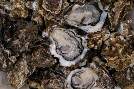 Types of oysters: a field guide to what you are actually eating