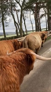 420K views · 51K reactions | The highland cattle are on a walk back to the farm where last years calves will venture out on their own in farmer Richard’s daily update! | Hall Hill Farm | Facebook