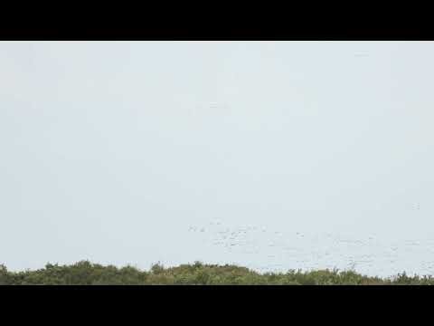 Pink-footed Goose, Winterton Dunes, Norfolk, 28/9/25