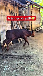 833K views · 10K reactions | #fypシ゚ #sapi #sapiviral #jangkauan #sapijumbo #sapisuper #semuaorang #monetisasi @penggemar berat Sapi Limousin Brahman Simmental | Blantik milenial | Facebook
