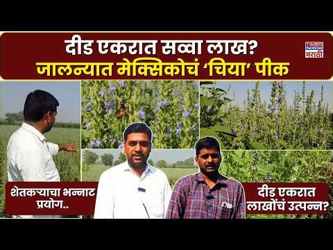 Jalana Chia Seeds Farming Report : जालन्यात मेक्सिकोचं ‘चिया’ पीक...दीड एकरात लाखोंचं उत्पन्न?