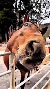 Funny Horse Fails Compilation 😂 | Silly Horses Being Goofy & Clumsy #FunnyHorses #HorseFails
