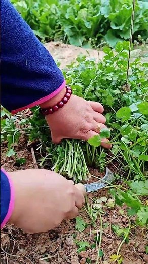 Fresh Vegetable Cutting & Preparation | Daily Kitchen Routine