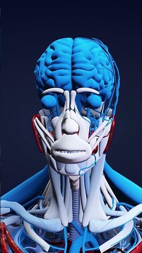 🧠 Did you know your brain has 100 billion neurons? | ‪@HappyLearningES‬