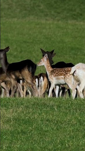 Antelopes: Masters of speed and survival!