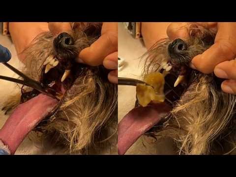 Removing a Foreign Object from a Dog’s Mouth