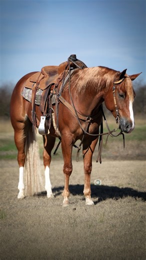 621 reactions · 66 shares | 화홤홪홧 홣홚홬 홛홖홫홤홧홞황홚 홝홤홧홨홚 홞홨 홬홖홞황홞홣활 홛홤홧 홮홤홪 홞홣 홊환홖홡홖… Come see Gunners Sliding Home aka “Rico” in person on January 6th ♥️ This 2020 gelding by Snap Dun The Bases is as suave & versatile as they make em! Consigned by 헠헠 헛헢헥헦험헦  퐂퐎퐔퐓퐔퐑퐄 퐂퐀퐁퐀퐋퐋퐎 #CoutureCaballo #MMHorses #OcalaHorseSale #ComingSoon | Ocala Horse Sale | Facebook