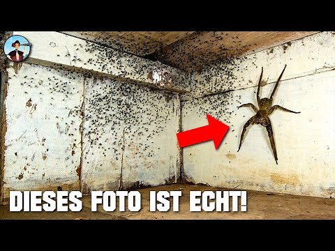 Zeigt dieses Foto eine Riesenspinne in einer Forschungsstation in Ecuador?