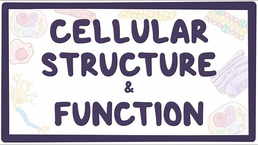 Cellular structure and function: Video, Causes, & Meaning | Osmosis