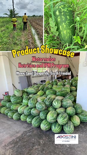 Product Showcase ✅ Farmer Johnny from Massy Land highlights the results using products from our Nutrition and Integrated Pest Management (IPM) Program in his 2 acre Watermelon field. #fyp #agriculture #trini_tiktoks #agostini #goingbeyond #growingbeyond
