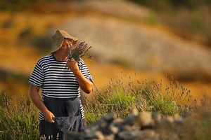 10 Things to Know about Hvar the 'Party' Island - Total Croatia