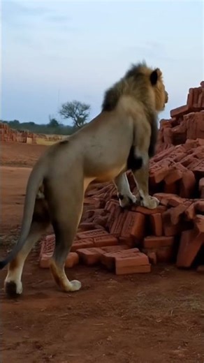 #LionMindset King Power Lion 🦁.