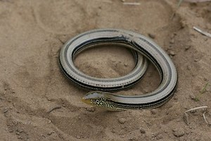 Slender glass lizard - Alchetron, The Free Social Encyclopedia