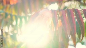 The autumn setting sun shines rays through the branches of the vinegar tree Sumac staghorn, Rhus typhina.