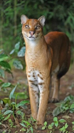 This is the African Golden Cat—jungle ghost, elegance included. | Discvr Blog