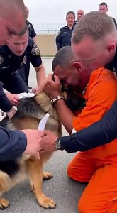 Death Row Inmate Whispered One Final Wish: "Pls... Let Me See My German Shepherd One Last Time." — But Officers Spotted a Familiar Scar On The Paw... Execution Order Was CANCELED Immediately... Chapter 1: The Dead Man’s Best Friend The air in the Huntsville Unit didn’t smell like justice. It smelled of industrial cleaner, damp concrete, and the metallic tang of fear. Jackson “Jax” Miller sat on the edge of the cot, his head in his hands. The fabric of his orange jumpsuit was rough against his sk