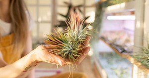 How Big Do Air Plants Get?