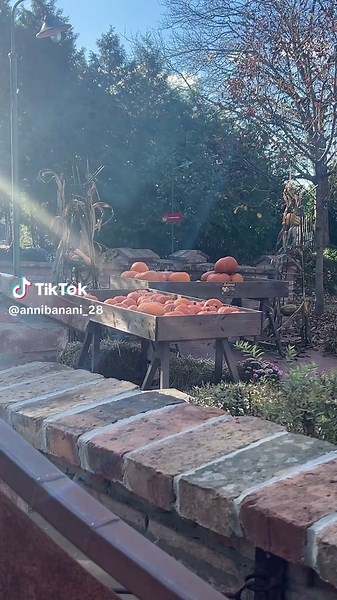 PUMPKIN #pumpkin #meme #fyp