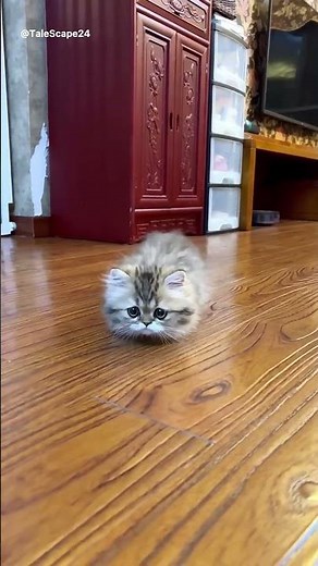 Munchkin Cat Runs! 🤣 Short Legs, Maximum Speed! #shorts