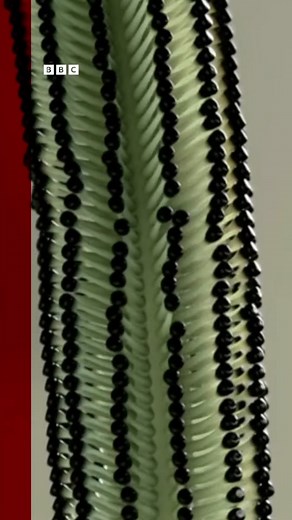 Do small sounds make your brain tingle? #asmr #asmrsounds #asmrvideo #asmrtiktoks #bbcnews